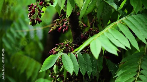 Star fruit flower, star fruit leaves. Averrhoa bilimbi fruit fresh in the tree