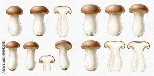 Set of fresh king oyster mushrooms, whole and sliced, isolated on transparent background, realistic vector illustration.