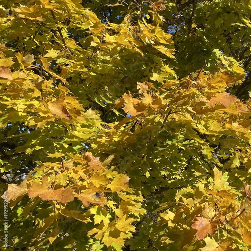 Yellow maple leaves tree square background