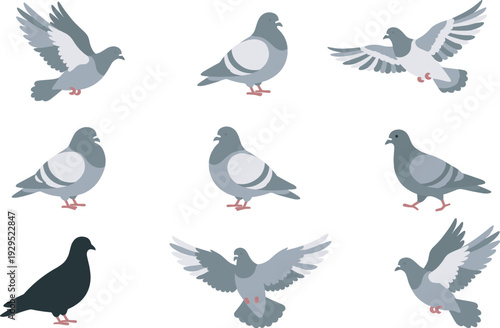 Illustrated pigeons in various poses and orientations, symbolizing urban wildlife, bird behavior, flight, diversity, and educational design elements for nature and animal illustration projects