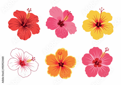 Vibrant collection of tropical hibiscus flowers in various colors, perfect for summer and floral designs