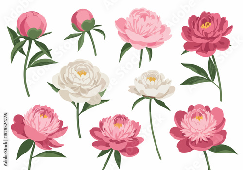Collection of Delicate Pink and White Peony Flowers and Buds with Green Leaves, Beautiful Floral Elements