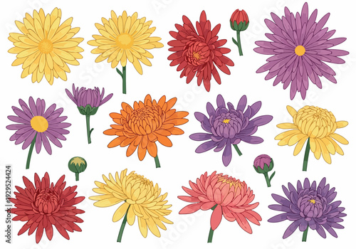 Collection of Vibrant Chrysanthemum Flowers and Buds in Various Colors and Styles