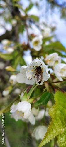 Canvastavla Bee Pollinating White Cherry Blossom Flower in Spring Garden