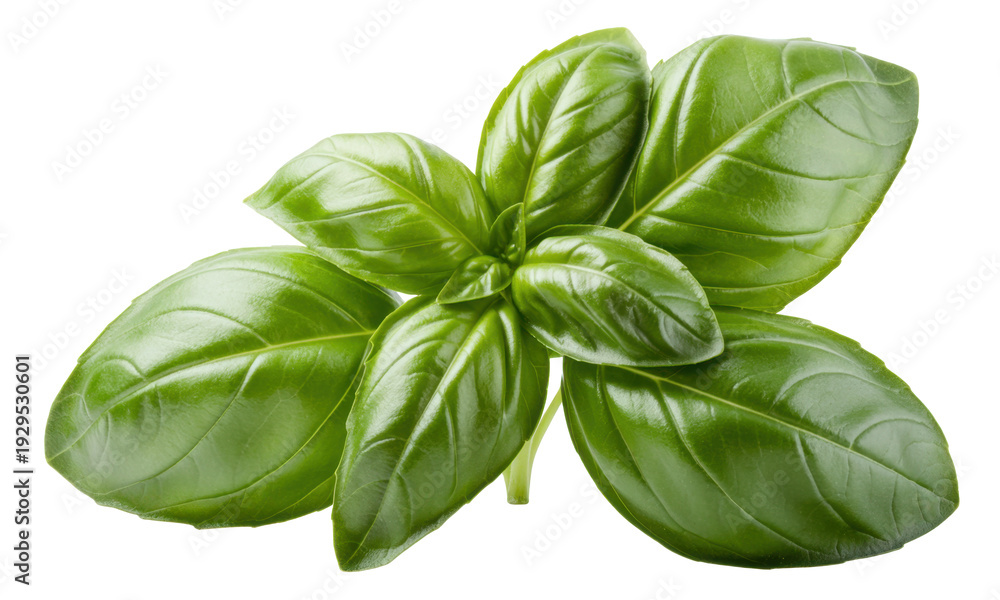 Fototapeta premium Fresh green basil leaves on white background herb isolated on a transparent background