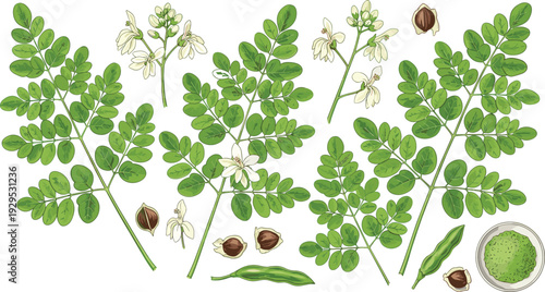Moringa Plant Botanical Vector Set with Leaves, Flowers, Seeds, Pods, and Powder for Herbal Medicine, Superfood, and Natural Health Design.