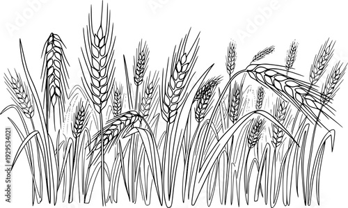 A minimalist continuous line drawing featuring a field of wheat stalks with mature grain ears, perfect for agricultural branding, food packaging, organic product labels