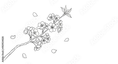 Graceful Cherry Blossom Branch with Blooming Flowers and Falling Petals, in bright studio.
