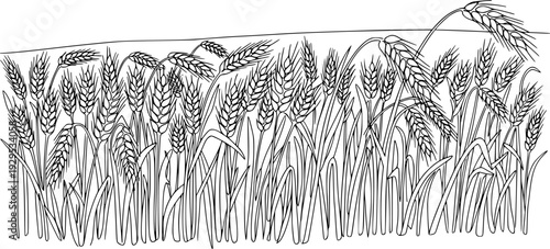 A minimalist continuous line drawing featuring a field of wheat stalks with mature grain ears, perfect for agricultural branding, food packaging, organic product labels