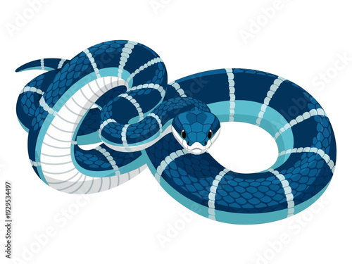 A coiled blue snake with white stripes and black markings.