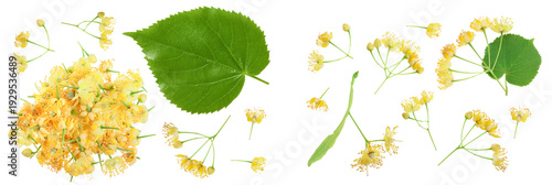 Linden flowers with leaf isolated on white background