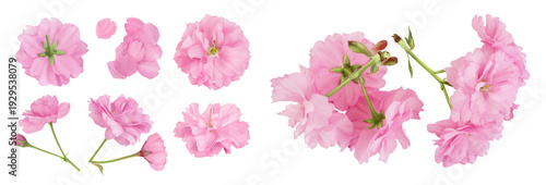 Sakura flower cherry blossom isolated on white background with full depth of field. Top view. Flat lay