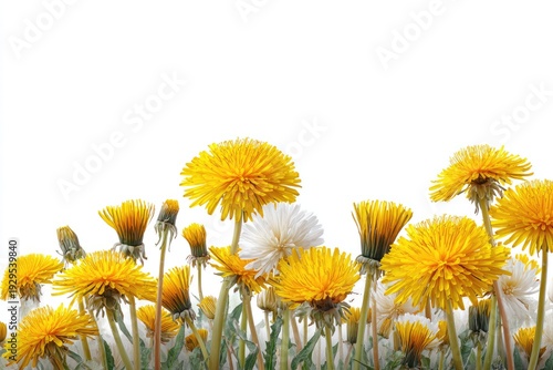 Close-up of yellow dandelions with white background