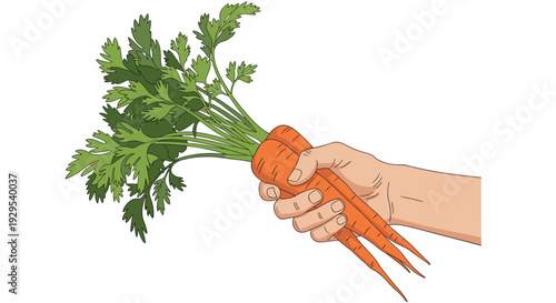 Hand-drawn illustration of a person's hand firmly holding a fresh bunch of vibrant orange carrots with lush green leafy tops.