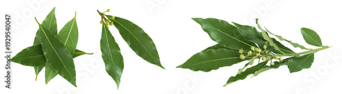 Fresh Laurel leaves isolated on white background. Green bay leaf. Top view. Flat lay.