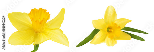 Daffodil flower or narcissus isolated on white background with full depth of field