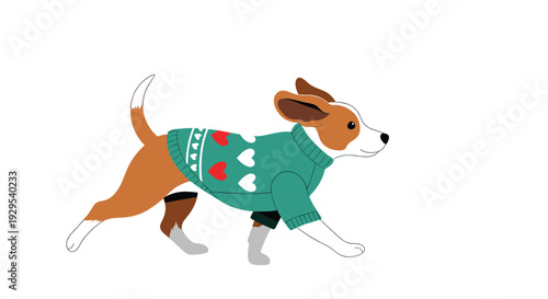 Cute Jack Russell terrier dog wearing a cozy green sweater with hearts and little boots while happily trotting along in style.