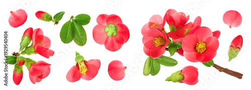 Chaenomeles speciosa or japanese quince flower isolated on white background