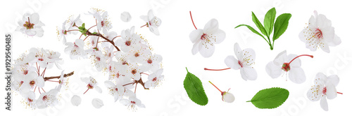 cherry flowers isolated on white background. Top view. Flat lay