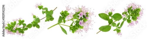 blooming oregano isolated on white background