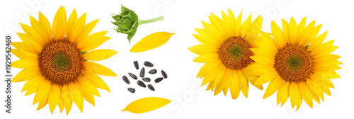 Sunflower with seeds isolated on a white background. Top view. Flat lay