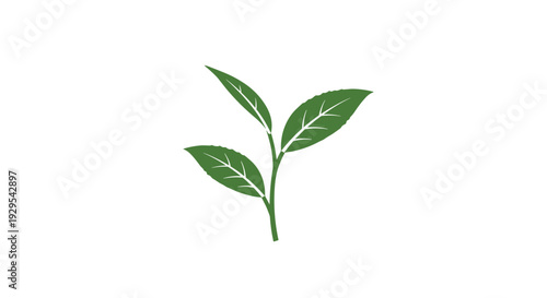 Minimal green plant with three leaves on white background