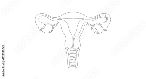 Continuous Line Art of the Female Uterus and Reproductive System