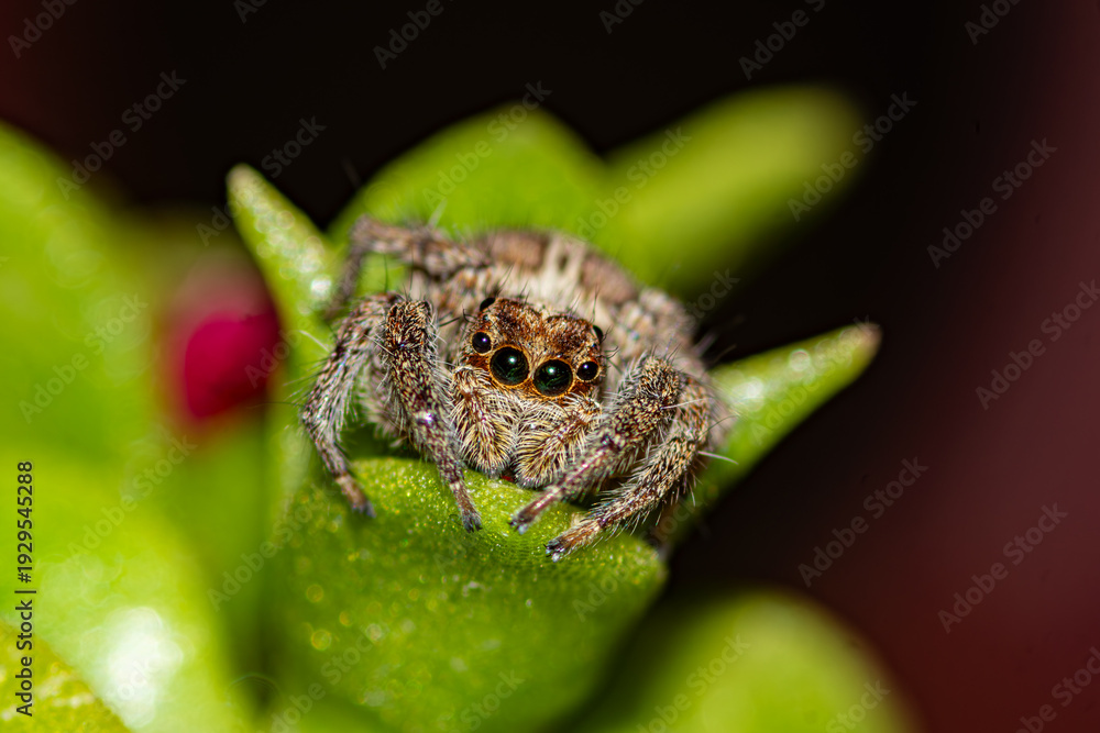 Obraz premium araignée