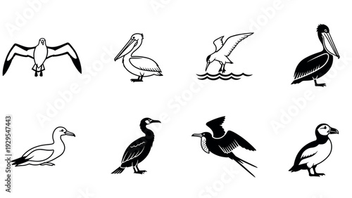 collection of hand drawn black and white seabird icons and silhouettes design elements