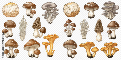 Set of various edible mushrooms, including oyster, shiitake, morel, and chanterelle, on a transparent background.