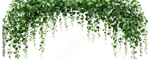 Lush green cascading plant with small heart-shaped leaves, over a blank white background