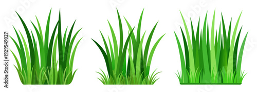 Three clumps of fresh green grass isolated on