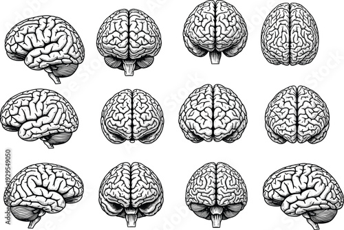 Human brain anatomy set in multiple views, detailed hand drawn engraving style illustration collection isolated on white background for medical, science and education design