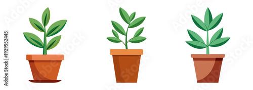 Three potted green plants isolated on a