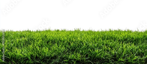 Lush green grass blades close up, isolated on a white background
