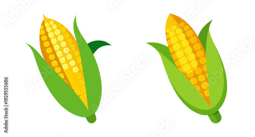 Two fresh yellow corn on the cob illustration vector design