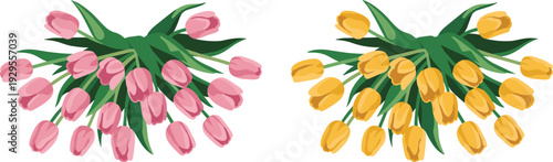 Tulip bouquet illustration isolated on white background, colorful spring flowers vector botanical arrangement set