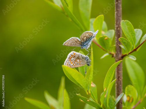 Pair of Common Blue Butterfly
