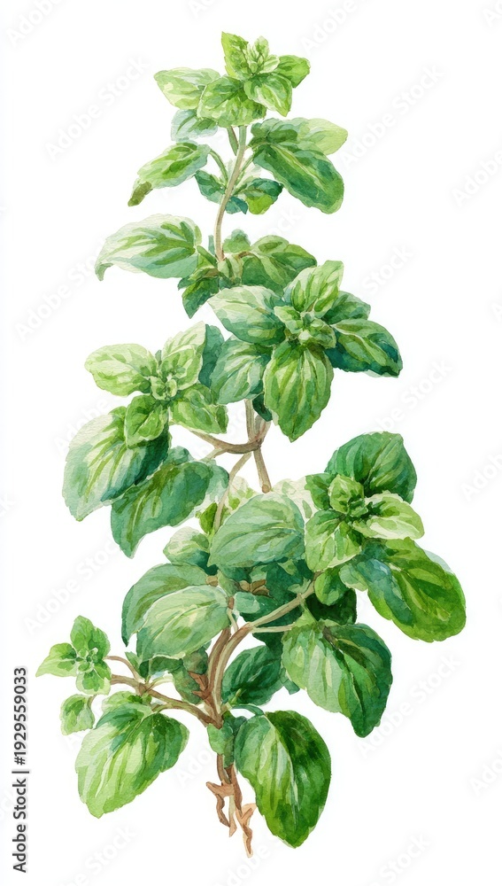 Fototapeta premium Lush green herb sprigs with delicate leaves, stem branching upwards