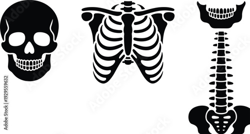 Human Skeleton Anatomy Icons Skull Rib Cage and Spine on White bones