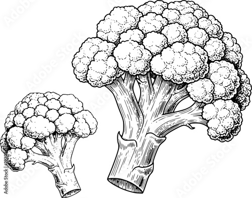 Vintage Engraving Style Black and White Cauliflower Florets White Background vegetable