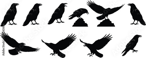 Raven crow silhouette collection, black bird flying and perched poses set isolated, gothic wildlife design, flat vector illustration
