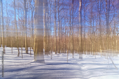 Fotografie Photo of a winter forest created using the Intentional Camera Movement (ICM) technique