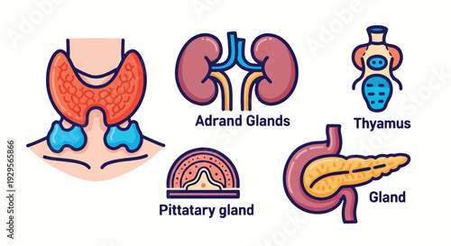 Human endocrine system organs anatomy icons set vector illustration