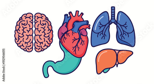 Human body internal organs set with brain heart lungs and liver vector illustration