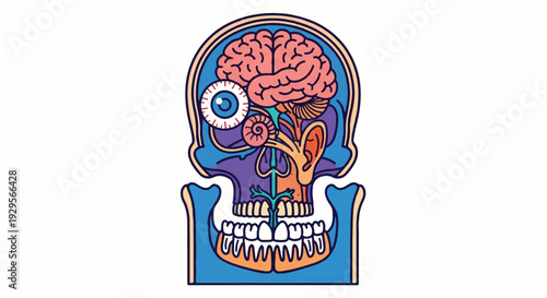 Cross section anatomy of human head brain eye and skull vector illustration