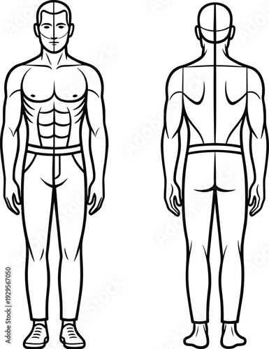 Male human body anatomy front and back view outline illustration, muscular proportions diagram, medical fitness reference vector isolated on white background