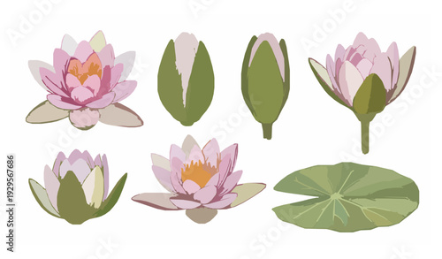 Romantic water lily watercolor flower clip art set for wedding designs on white
Keywords (30)