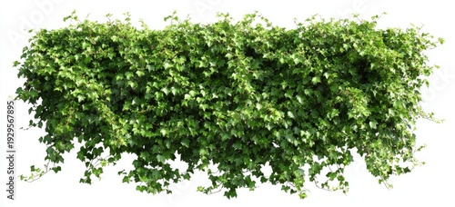 Dense green ivy with trailing vines cascades over a white background