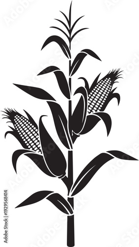 Black and white silhouette of a corn stalk with two ears of corn maize plant agriculture desi